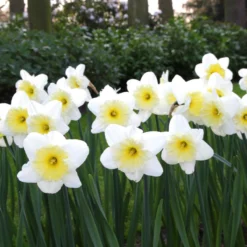 Narcissus 'Ice Follies' -Cheap Ethereal Yard Store narcissus ice follies 2 5c3120ad be98 439a a7e9 b8dfaafa98d0