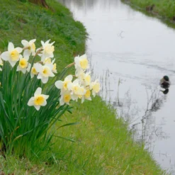 Narcissus 'Ice Follies' -Cheap Ethereal Yard Store narcissus ice follies 3