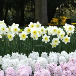 Narcissus 'Ice Follies' -Cheap Ethereal Yard Store narcissus ice follies 3 1e72ceb5 d50e 4179 8976 b7d7c2bb83d6