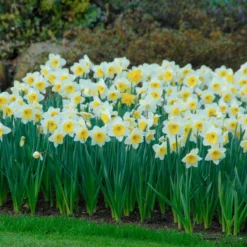 Narcissus 'Ice Follies' -Cheap Ethereal Yard Store narcissus ice follies 5
