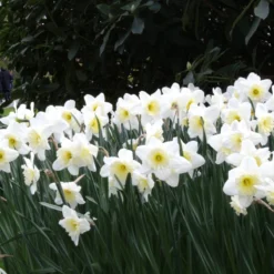 Narcissus 'Ice Follies' -Cheap Ethereal Yard Store narcissus ice follies 6