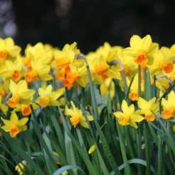 Narcissus 'Jetfire' -Cheap Ethereal Yard Store narcissus jetfire 1 1e7ea869 fcb8 4e70 b2c5 83037272e60d