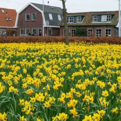 Narcissus 'Jetfire' -Cheap Ethereal Yard Store narcissus jetfire 3