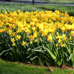 Narcissus 'Jetfire' -Cheap Ethereal Yard Store narcissus jetfire 3 8ac71bee b772 4a84 bc02 7a140a114db5