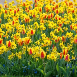 Narcissus 'Jetfire' -Cheap Ethereal Yard Store narcissus jetfire 5