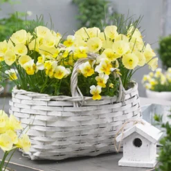 Narcissus 'Julia Jane' -Cheap Ethereal Yard Store narcissus julia jane 10