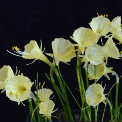 Narcissus 'Julia Jane' -Cheap Ethereal Yard Store narcissus julia jane 2