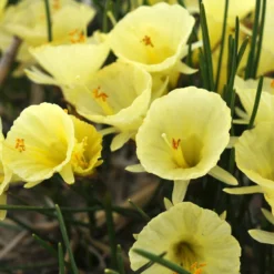 Narcissus 'Julia Jane' -Cheap Ethereal Yard Store narcissus julia jane 5