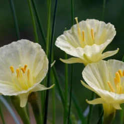 Narcissus 'Julia Jane' -Cheap Ethereal Yard Store narcissus julia jane 6 scaled