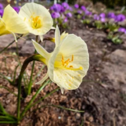 Narcissus 'Julia Jane' -Cheap Ethereal Yard Store narcissus julia jane 7 scaled