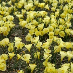 Narcissus 'Julia Jane' -Cheap Ethereal Yard Store narcissus julia jane 8 scaled