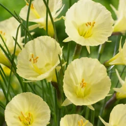 Narcissus 'Julia Jane'