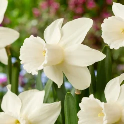 Narcissus 'Lady Madonna'