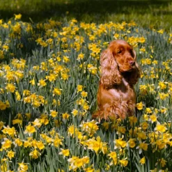 Narcissus Lobularis 11 Narcissus Lobularis -Cheap Ethereal Yard Store narcissus lobularis 1 scaled