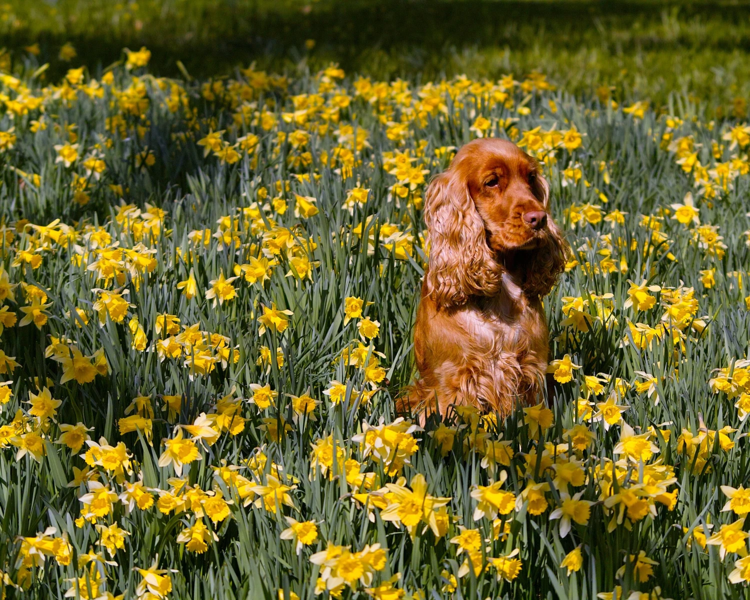 Narcissus Lobularis 4 Narcissus Lobularis - Image 4