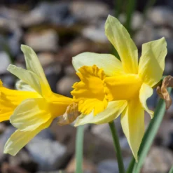 Narcissus Lobularis 14 Narcissus Lobularis -Cheap Ethereal Yard Store narcissus lobularis 2 scaled