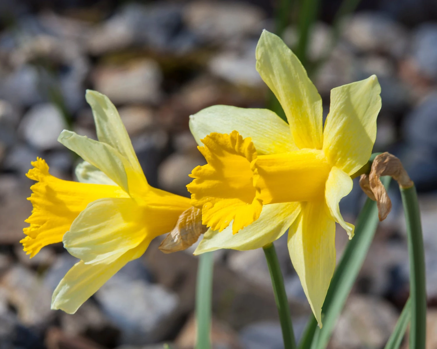 Narcissus Lobularis 7 Narcissus Lobularis - Image 7