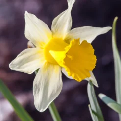 Narcissus Lobularis 12 Narcissus Lobularis -Cheap Ethereal Yard Store narcissus lobularis 3 scaled