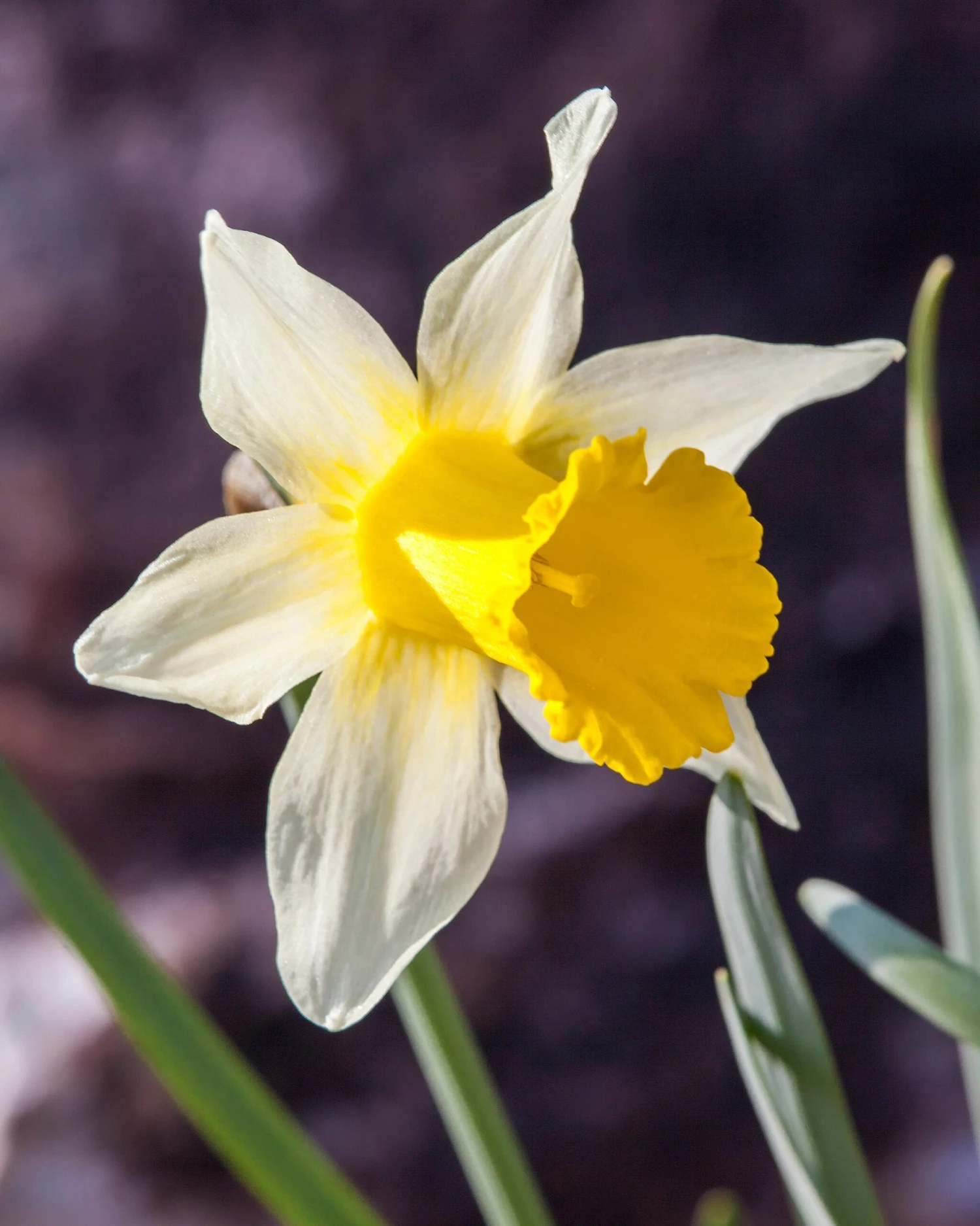 Narcissus Lobularis 5 Narcissus Lobularis - Image 5