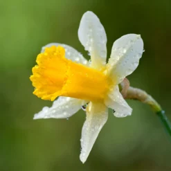 Narcissus Lobularis 10 Narcissus Lobularis -Cheap Ethereal Yard Store narcissus lobularis 5 scaled