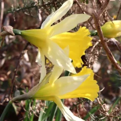 Narcissus Lobularis 13 Narcissus Lobularis -Cheap Ethereal Yard Store narcissus lobularis 6 scaled