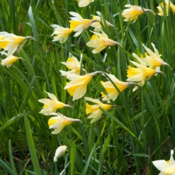 Narcissus Lobularis 15 Narcissus Lobularis -Cheap Ethereal Yard Store narcissus lobularis 8