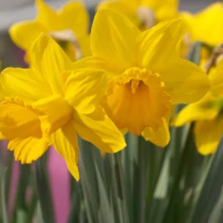 Narcissus 'Lucky Number' -Cheap Ethereal Yard Store narcissus lucky number 2