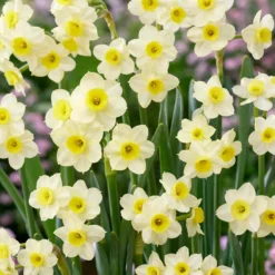 Narcissus 'Minnow' -Cheap Ethereal Yard Store narcissus minnow 0