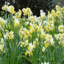 Narcissus 'Minnow' -Cheap Ethereal Yard Store narcissus minnow 1