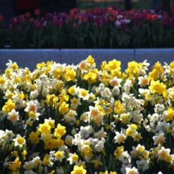 Narcissus 'Harlequin Mix' 9 Narcissus 'Harlequin Mix' -Cheap Ethereal Yard Store narcissus mixed 1