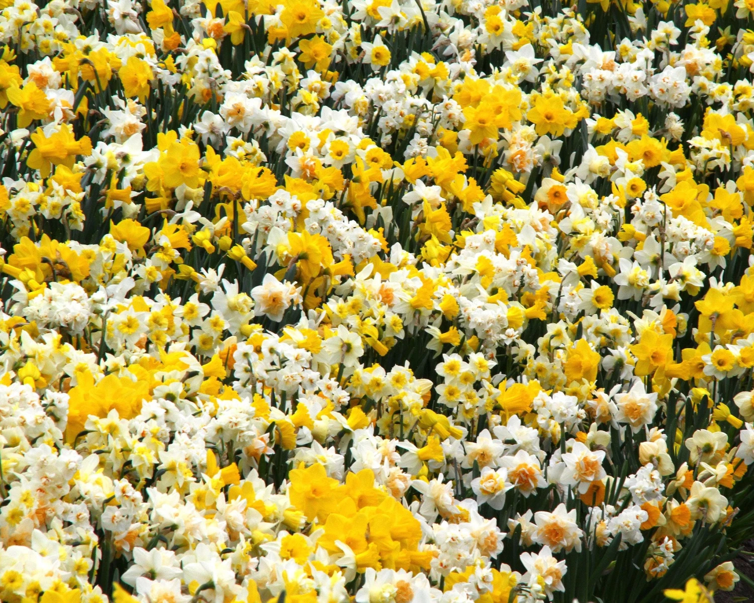 Narcissus 'Harlequin Mix' 3 Narcissus 'Harlequin Mix' - Image 3