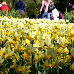 Cheap Ethereal Yard Store -Cheap Ethereal Yard Store narcissus mother duck 2 scaled