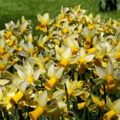 Narcissus 'Mother Duck' -Cheap Ethereal Yard Store narcissus mother duck 4 scaled