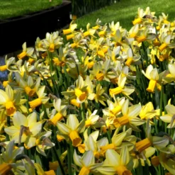 Narcissus 'Mother Duck' -Cheap Ethereal Yard Store narcissus mother duck 5 scaled