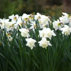Narcissus 'Mount Hood' -Cheap Ethereal Yard Store narcissus mount hood 12