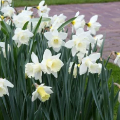 Narcissus 'Mount Hood' -Cheap Ethereal Yard Store narcissus mount hood 15