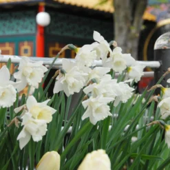 Narcissus 'Mount Hood' -Cheap Ethereal Yard Store narcissus mount hood 5