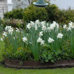 Narcissus 'Mount Hood' -Cheap Ethereal Yard Store narcissus mount hood 6