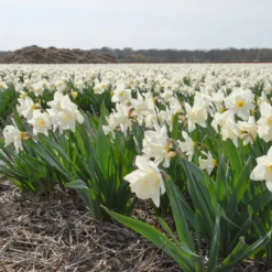 Narcissus 'Mount Hood' -Cheap Ethereal Yard Store narcissus mount hood 7
