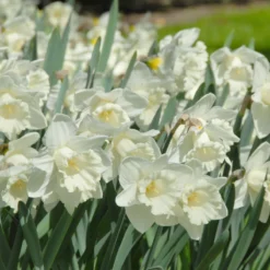Narcissus 'Mount Hood' -Cheap Ethereal Yard Store narcissus mount hood 8