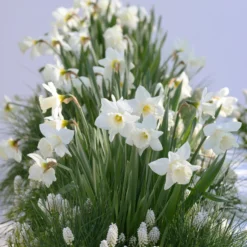 Narcissus 'Mount Hood' -Cheap Ethereal Yard Store narcissus mount hood 9