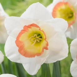 Cheap Ethereal Yard Store -Cheap Ethereal Yard Store narcissus night cap 2