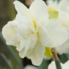 Narcissus 'Obdam'