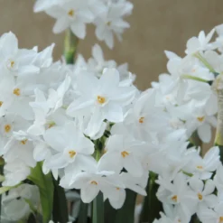 Narcissus Tazetta 'Paperwhite' -Cheap Ethereal Yard Store narcissus paperwhite 2