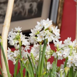 Narcissus Tazetta 'Paperwhite' -Cheap Ethereal Yard Store narcissus paperwhite 3