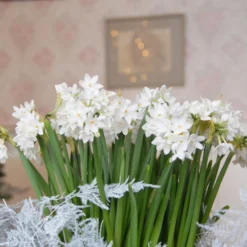 Narcissus Tazetta 'Paperwhite' -Cheap Ethereal Yard Store narcissus paperwhite 4