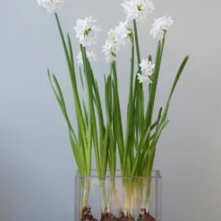 Narcissus Tazetta 'Paperwhite'