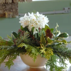 Narcissus Tazetta 'Paperwhite' -Cheap Ethereal Yard Store narcissus paperwhite 7