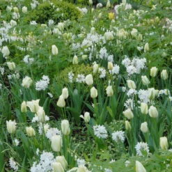 Narcissus Tazetta 'Paperwhite' -Cheap Ethereal Yard Store narcissus paperwhite 8