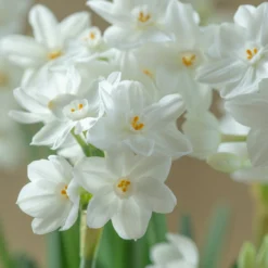 Narcissus Tazetta 'Inbal'